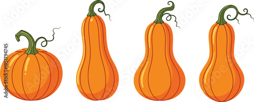 Vector illustration set of pumpkins and gourds featuring seasonal harvest designs, autumn vegetables, decorative stems, and botanical artwork.