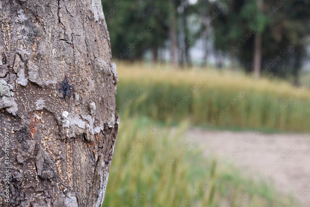 Fototapeta premium Close-up of Textured Tree Bark