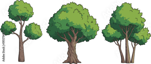 Autumn forest scene with three trees in different stages of leaf fall leaves