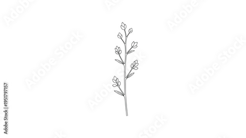 Delicate minimalist line art drawing of a single botanical stem adorned with tiny buds or nascent flowers, symbolizing growth and simplicity.