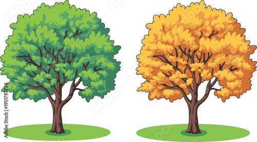 Autumn maple tree with green and orange foliage against green ground autumn foliage green leaves orange leaves