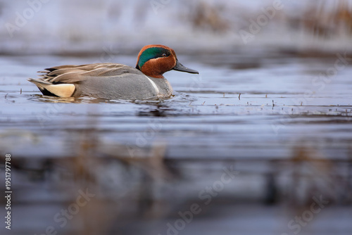 Tableau sur toile Green-winged Teal (Anas carolinensis)  Swims in a Spring Wetland