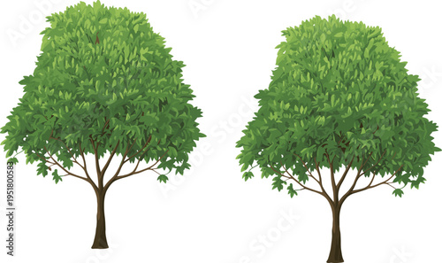 Two green leafy trees with purple flowers on white background green leaves nature