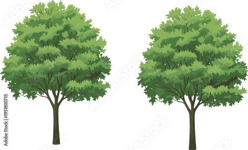 Two green leafy trees with thick trunks standing side by side against a white background leaves