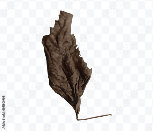 vector illustration of a dry leaf.