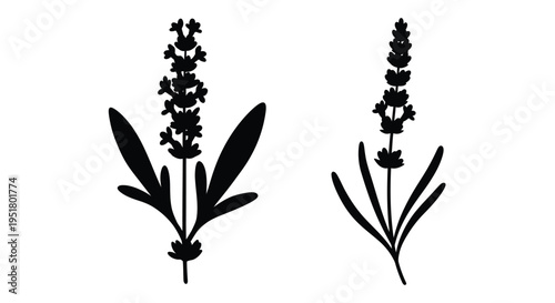Two lavender sprigs depicted in a striking black silhouette