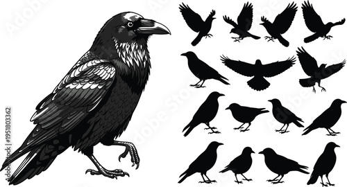Black raven vector illustration and crow silhouettes set, featuring bird flying poses, standing dark corvus, gothic wildlife graphics, and spooky avian elements (22 words)