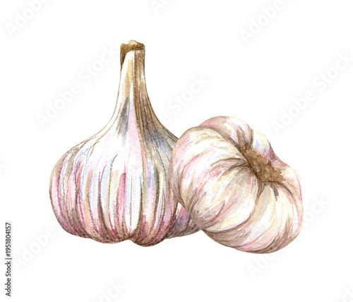 Canvastavla Watercolor realistic garlic