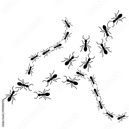 colony of ants marching in curved trails and groups on a white background, ant trail, silhouette, Ant infestation , Vector