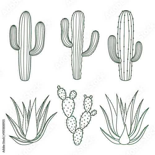Minimalist cactus and succulent line art sketches for modern design projects