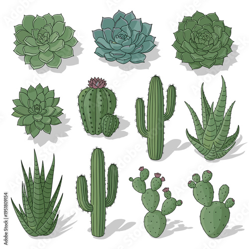 Detailed green cactus and desert succulent collection for vector illustration