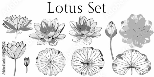 A grayscale botanical illustration featuring lotus flowers and lily pads