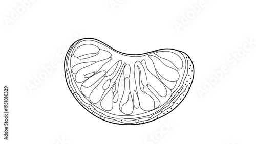Detailed line art illustration of a single tangerine segment, showcasing its juicy texture and natural contours, on a white background.