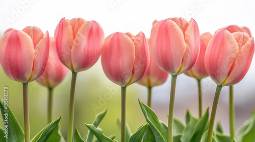 A close-up captures the delicate beauty of a row of peach-colored tulip flowers with green foliage and a soft, blurred background, showcasing sptime elegance.