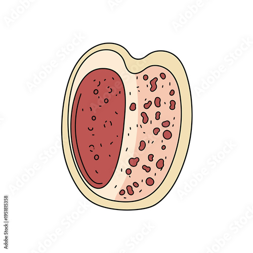 Cross Section Bone Marrow