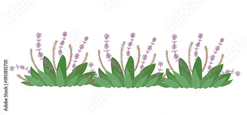 Purple salvia flower horizontal flowerbed edge on field in flat cartoon  design. Spring seasonal bouquet border with abstract blossoms and leaves, ornament for greeting card. Vector illustration