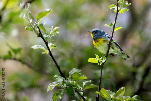 Northern Parula (Setophaga americana) Perched in a Budding Tree
