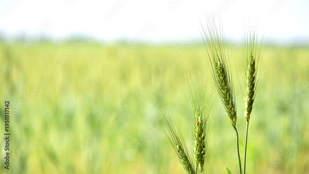 Fototapeta premium Young Wheat ears illuminated by sunlight. Gorgeous shape of the Wheat spikes. concept of a good harvest in an agricultural field. green spikelets. rye, close-up. green natural background