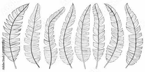 A collection of detailed hand drawn feather illustrations in grayscale