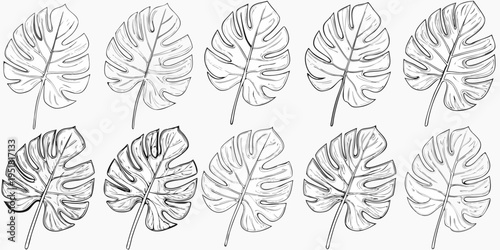 A collection of monstera deliciosa leaves in a black and white sketch
