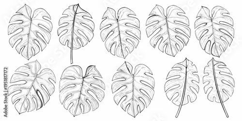 Detailed botanical illustration of monstera deliciosa leaves in monochrome