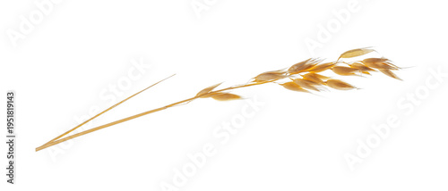 Obraz na płótnie One ear of oat isolated on white