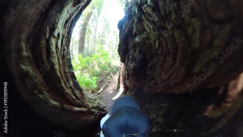 Redwood National Park Hiking POV Inside the Tree 01 California USA