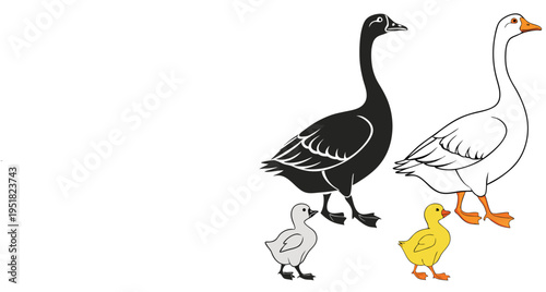 Set of geese and goslings, black and white adult geese with small yellow and grey chicks, farm bird illustration
