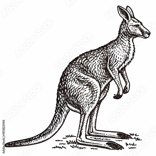 Vintage style hand drawn illustration of a kangaroo standing in profile