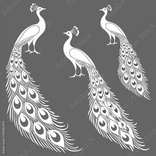 Set of three elegant white peacock silhouettes with long decorative tail feathers on a dark gray background
