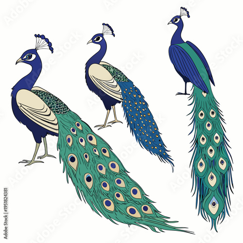 Set of three beautiful peacocks with long colorful tail feathers in different poses