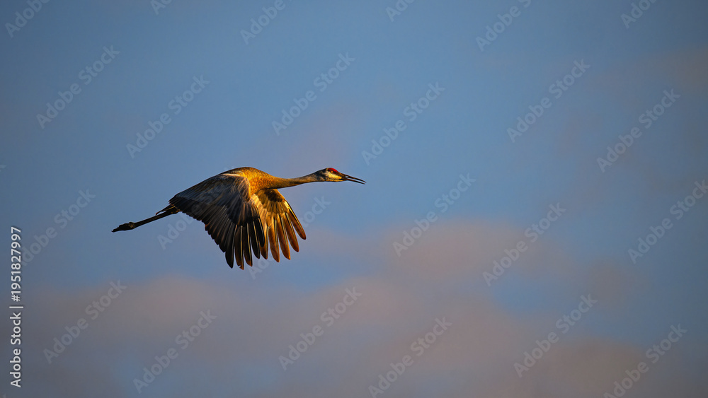 Obraz premium Adult Sandhill Crane (Antigone canadensis) on an Evening Flight