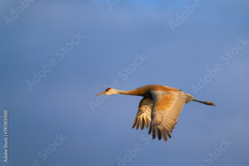Adult Sandhill Crane (Antigone canadensis) on an Evening Flight