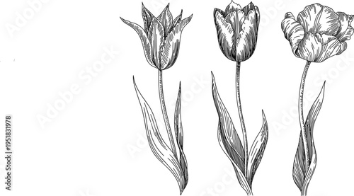 Tulip flower vector set, hand drawn sketch spring floral elements for wedding invitation, garden design