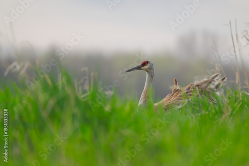 Adult Sandhill Crane (Antigone canadensis) Sitting on Their Nest