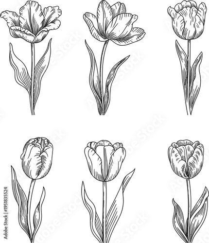 Tulip flower vector set, hand drawn sketch spring floral elements for wedding invitation, garden design