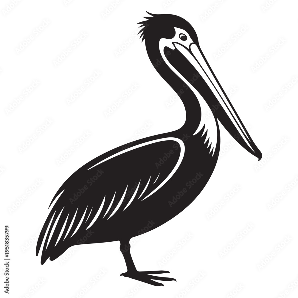 Fototapeta premium A striking black pelican stands in profile showcasing elegant features a beautiful silhouette