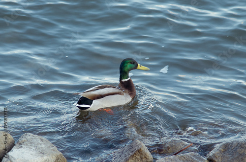 Obraz na plátně Mallard duck drake swimming in blue water, Anas platyrhynchos
