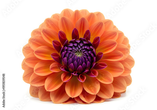 Vibrant orange dahlia flower with purple center