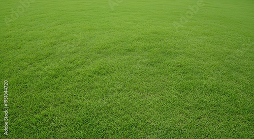 A green grass field with no one in sight