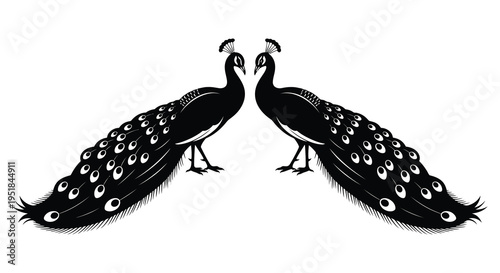 Two majestic peacocks are depicted facing each other in an elegant black and white illustration silhouette high quality professional detailed modern