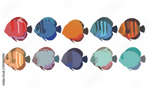 Discus Fish Collection Vector Colorful Symphysodon Aquarium Fish Set Isolated on White