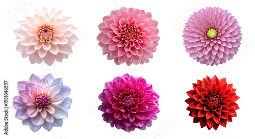 Fotografía Elegant white dahlia flower PNG isolated on transparent background, beautiful bl