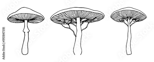 Mushroom mycelium network set with fine line art on white background featuring organic material, sustainable theme, delicate thin lines with illustration and vector
