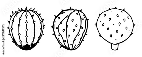 Whole prickly pear cactus fruit set with flat vector icon and bold black borders featuring exotic fruit, cactus, illustration, vector, desert