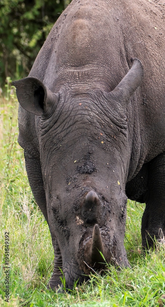Obraz premium Black Rhinoceros close up in the savannah of the Nairobi National park in Kenya