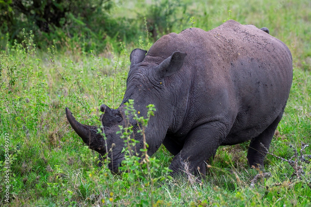 Fototapeta premium Black Rhinoceros close up in the savannah of the Nairobi National park in Kenya