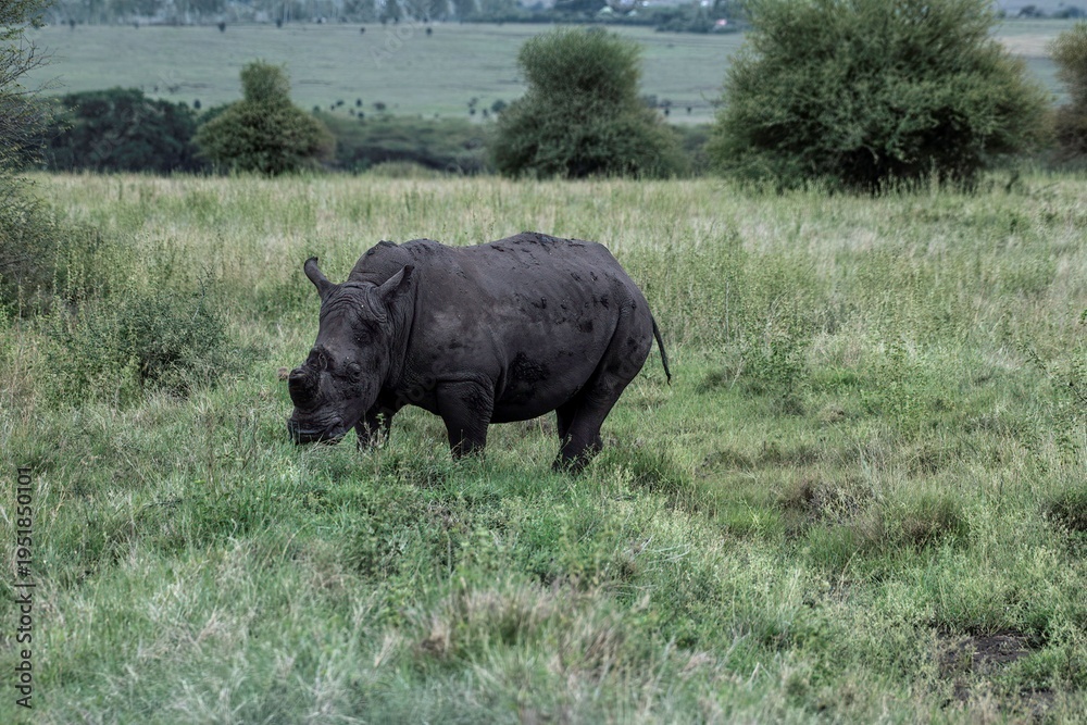 Obraz premium Black Rhinoceros close up in the savannah of the Nairobi National park in Kenya