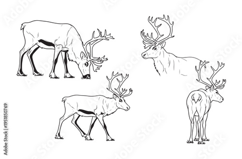 Outline drawings of caribou with impressive antlers, various poses capture essence of wild deer, detailed illustrations for nature themes, vector collection