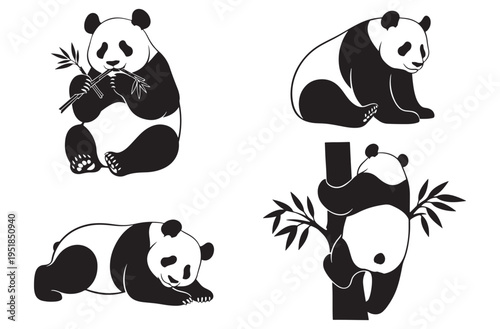 Set of four illustrations showing panda bear in various poses, hand drawn graphics. wildlife bamboo bear, animals in forest, wild nature, big mammal